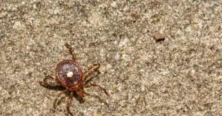 Alpha-Gal Syndrome Cases Surge on Nantucket as Lone Star Ticks Expand North