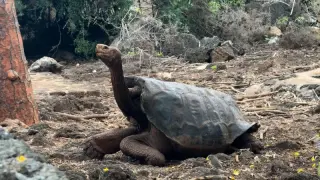Galápagos’ long-lost giant tortoises return to Floreana in a careful comeback