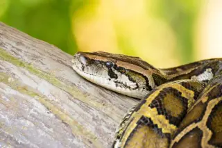Ibu Baron: 7.22-Meter Giant Pythons Redefine Wild-Snake Records