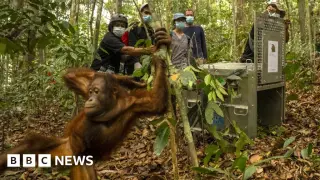Eight Orangutans Reintroduced to Borneo as Wildfire Crisis Deepens