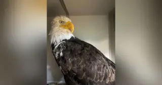 HPAI Confirmed as Cause of Big Bear Eagle Jackie's Death