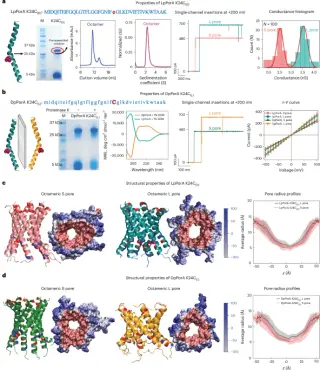 Dual-diameter α-helical nanopores from a single peptide enable ultrasensitive biomarker profiling