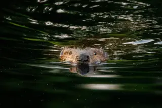 Rabies-confirmed beavers close Cunningham Falls State Park in Maryland