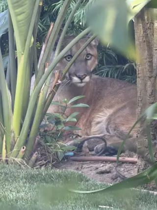 Mountain lion sighting prompts wildlife response in Santa Monica backyard