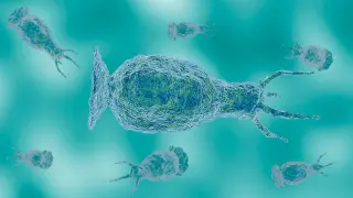 Tracking the spread of brain-eating amoeba across U.S. states
