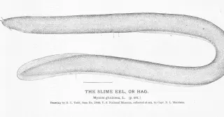 Split-second slime: hagfish defense clogs predators' gills