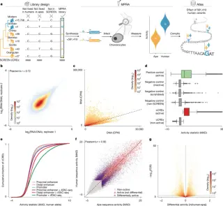 Human skeletal evolution driven by massive reduction in joint cartilage components