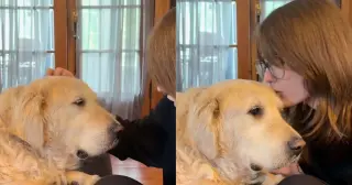 Owner Narrates Adoption Journey of Senior Rescue Golden Retriever Bruce