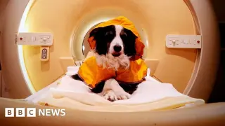 Happy faces light up dogs' brains in new study