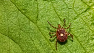 Illinois Faces Surge in Tick-Linked Alpha-Gal Allergy