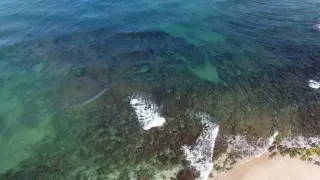 Gaza sewage suspected in rare algae bloom that knocks out Israeli desalination plants