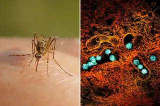 New West Nile surge hits NYC as 2026 cases outpace all of 2025