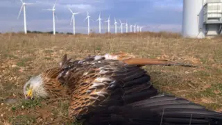 Wyoming Wind Farms Report 23,000+ Bird and Bat Deaths