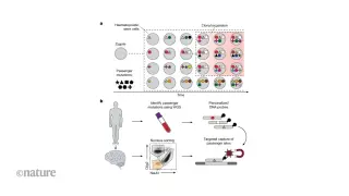 Blood-borne immune cells supplant brain microglia as we age