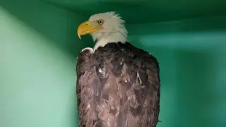 Farewell, Jackie: Beloved Big Bear bald eagle passes after weeks of rehab