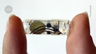 MIT team tests edible battery that powers stomach devices and dissolves safely