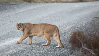 Pumas Quietly Cut Deer-Related Crashes in Washington