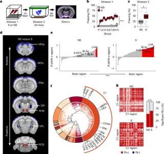 Amygdala-to-Hypothalamus Circuit Identified as Key Driver of Stress Sensitization