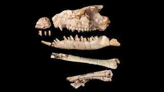 Gobi Fossil Reclassifies Zhelestids as Insectivores, Overturning 40-Year Placental Theory