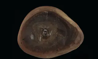 Ancient Octopus Fossil Reclassified as Nautiloid, Redrawing Cephalopod History