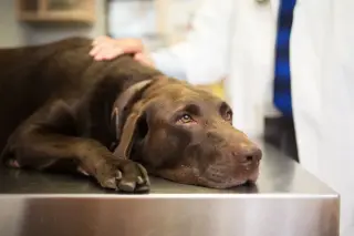 Salmonella scare prompts dog-food recall nationwide