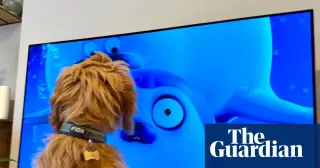 Sealook Sparks Pet Screen-Time Frenzy, But Ozzy Isn't Convinced