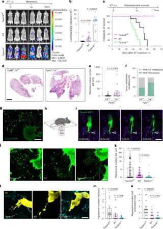 Metastatic Cancer Cells Shed Migrasomes That Trigger Immune Response