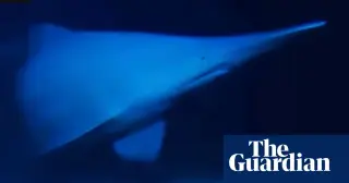 First Live Footage of Goblin Sharks Reveals Eerie Slingshot Jaws in Deep Pacific