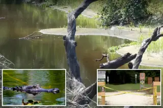 Florida Hiker Fatally Mauled by Massive Alligator in Three-Feet-Deep River