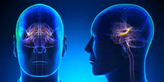 Aging reshapes memory replay: older brains misbind details, study finds