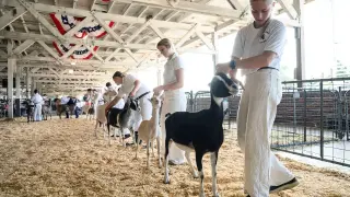 NC rabies alert after baby goats at mobile petting zoo test positive