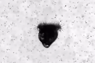New Footage Reveals Gravity, Not Currents, Drives Feeding in Tiny Oyster Larvae
