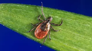 Maine logs first Powassan case of the year, signaling tick-borne disease concerns