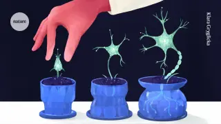 Decades-long debate over adult human neurogenesis nears resolution with new genetic evidence