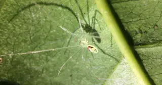 Himalayan spider sports Hawaii’s smile but is a distinct new species