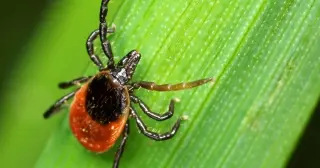Northern California records fourth known human case of rare tick-borne infection