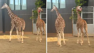 Giraffe Calves Found Safe After Yearlong Disappearance Linked to Natural Bridge Zoo