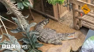 Three-year-old critically injured after crocodile attack at Cambridgeshire zoo