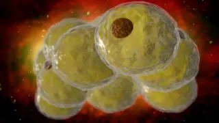Experimental fat-burner TOFA triggers fat loss by boosting energy use in obese mice
