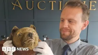 Rare Tasmanian Tiger Head Fetches £60k in Bristol Auction