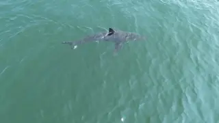 Great white drags lifeguard underwater at Maine beach, prompting beach closure