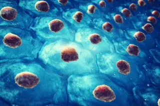 Gentle stem-cell transplant hints at rejuvenating aging blood and immunity in mice
