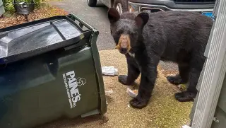 Drought and food shortages push more black bears into U.S. neighborhoods