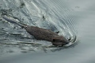 Rabid beaver bites teen at Maryland lake, swimming area closed