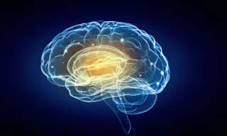 MIT reveals broader brain network supporting language