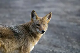 Rabies risk flagged after Great Falls coyote attacks residents and pets