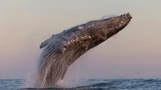 Whale Super-Groups Signal a Bold Humpback Comeback