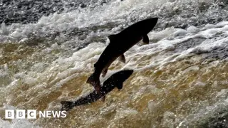 North East rivers see dip in sea trout and salmon as counters falter