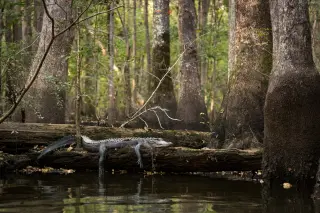 Alligator Finds Sun in South Carolina's Ancient Forest