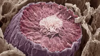 Hidden Evolutionary War in Testicles Boosts Disease-Causing Sperm Mutations